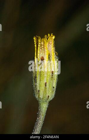 Geschlossener Blütenkopf von Hawkweed, bedeckt mit kleinen Tau-Tröpfchen Stockfoto