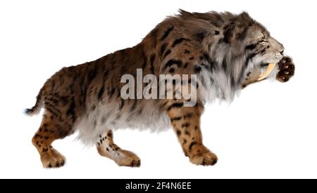 3D-Rendering ein Säbelzahn-Tiger isoliert auf weißem Hintergrund Stockfoto