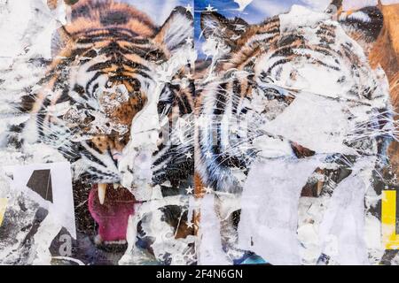 Zirkusposter mit Tiger. Alte Grunge gerissen zerrissen vintage Collage bunt. Straße Plakate knitterten zerknitterten Papier Oberfläche Plakette Textur Hintergrund BA Stockfoto