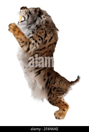 3D-Rendering ein Säbelzahn-Tiger isoliert auf weißem Hintergrund Stockfoto