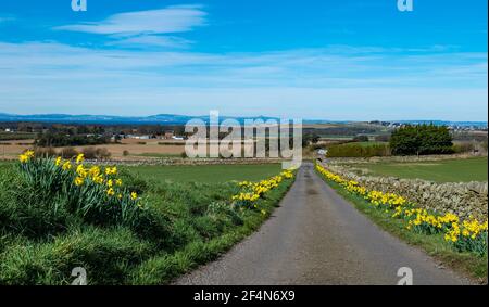 Narzissen in voller Blüte säumen eine Landstraße in Spring Sunshine, East Lothian, Schottland, Großbritannien Stockfoto