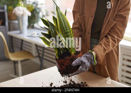 Nahaufnahme von nicht erkennbaren jungen Frau, die während der Gartenarbeit oder der Arbeit im Blumenladen Pflanzen, kopieren Raum Stockfoto