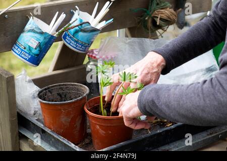 Frau im Garten in einem Gewächshaus Pflanzen Schneiden Stecklinge aus Lupine Pflanzen Sie Hände, die im Frühjahr in den Topf auf der Werkbank in Wales drücken UK KATHY DEWITT