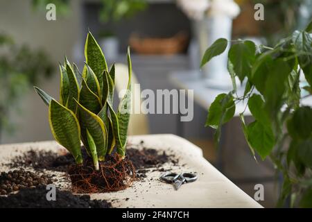 Hintergrundbild von Sansevieria Hanfpflanze auf Tisch bereit für das Topfen in frischem Doil, Kopierer Raum Stockfoto