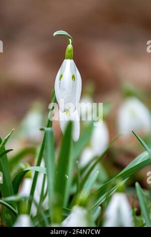 Weiße Schneeglötblumen blühen im Frühling im Wald Stockfoto