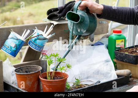 Hand halten Gießkanne Pflanzen Lupine Stecklinge in Töpfen auf werkbank im Frühling im Gewächshaus Carmarthenshire Wales UK KATHY DEWITT
