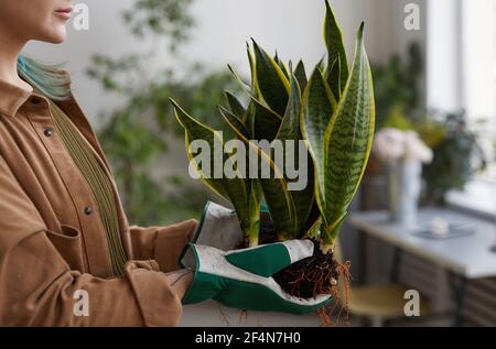 Cropped Seitenansicht Porträt von unkenntlich junge Frau Topfpflanzen während der Gartenarbeit oder die Arbeit in Blumenladen, kopieren Raum Stockfoto