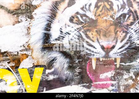 Zirkusposter mit Tiger. Alte Grunge gerissen zerrissen vintage Collage bunt. Straße Plakate knitterten zerknitterten Papier Oberfläche Plakette Textur Hintergrund BA Stockfoto