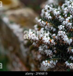 Selektiver Fokus einer weißen Heide (Calluna vulgaris) mit absichtlich geringer Schärfentiefe und Bokeh. Stockfoto