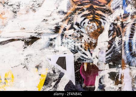 Zirkusposter mit Tiger. Alte Grunge gerissen zerrissen vintage Collage bunt. Straße Plakate knitterten zerknitterten Papier Oberfläche Plakette Textur Hintergrund BA Stockfoto