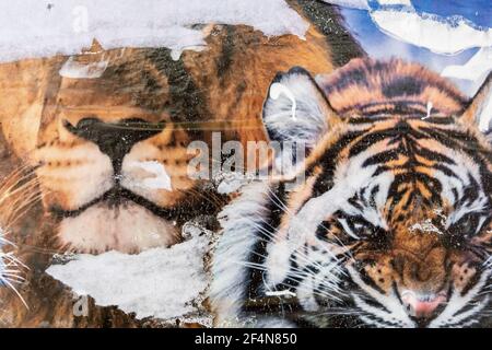 Zirkusposter mit Tiger. Alte Grunge gerissen zerrissen vintage Collage bunt. Straße Plakate knitterten zerknitterten Papier Oberfläche Plakette Textur Hintergrund BA Stockfoto