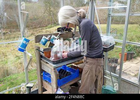 Ältere Frau in einem Gewächshaus Schreiben auf Plastiktüte und Pflanzenschneiden in Topfschneide stehen an Gartenarbeitbank im Frühjahr Wales UK KATHY DEWITT