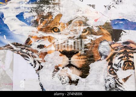 Zirkusposter mit Tiger. Alte Grunge gerissen zerrissen vintage Collage bunt. Straße Plakate knitterten zerknitterten Papier Oberfläche Plakette Textur Hintergrund BA Stockfoto