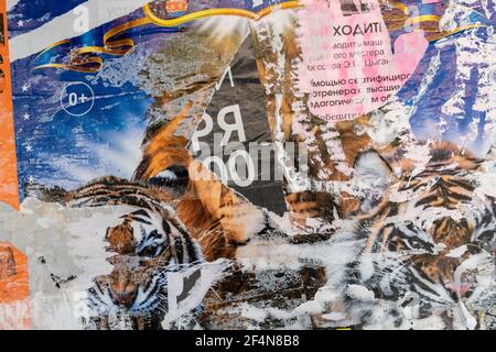 Zirkusposter mit Tiger. Alte Grunge gerissen zerrissen vintage Collage bunt. Straße Plakate knitterten zerknitterten Papier Oberfläche Plakette Textur Hintergrund BA Stockfoto