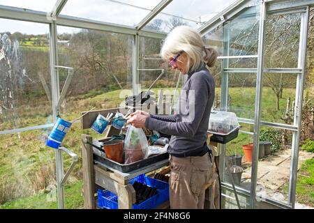 Eine ältere Frau in einem Gewächshaus bindet Plastiktüte an Pflanzen schneiden im Topf an einem Gartentisch im Frühjahr WALES GROSSBRITANNIEN KATHY DEWITT