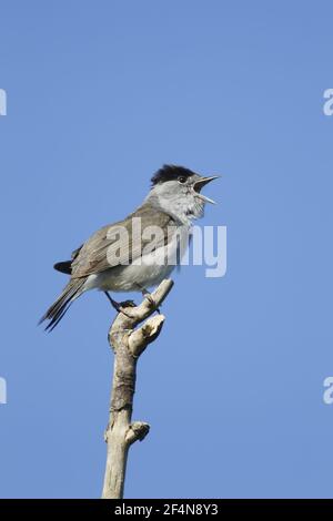 Blackcap - Männergesang in SpringSylvia atricapilla Essex, UK BI024770 Stockfoto