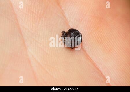 Nahaufnahme einer trockenen Zecke auf menschlicher Hand Stockfoto