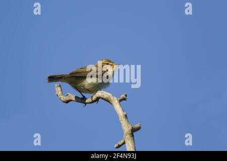 Chiffchaff - Männergesang in SpringPhylloscopus collybita Essex, UK BI024775 Stockfoto