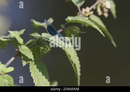 Gebänderten Prachtlibelle - männliche Calopteryx Splendens Essex, UK IN000996 Stockfoto