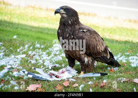 Unreifer Weißkopfseeadler, der eine tote Möwe auf grünem Gras frisst Stockfoto