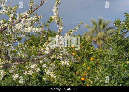 Apfelbaum in Blüte Stockfoto