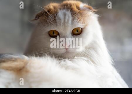 Schöne weiße flauschige Falte Katze schaut in die Kamera. Flache Schärfentiefe. Copyspace Stockfoto