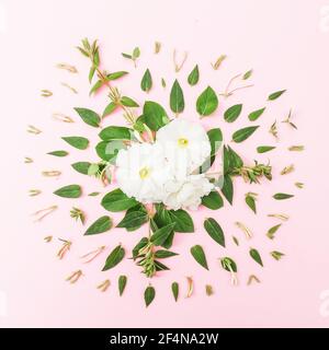 Florale Komposition mit weißen Frühlingsblumen und Blättern auf rosa Hintergrund. Flach liegend Stockfoto