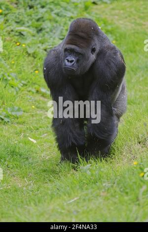 WESTERN Lowland Gorilla - SilberrückenmaleGorilla Gorilla Gorilla Captive MA002521 Stockfoto