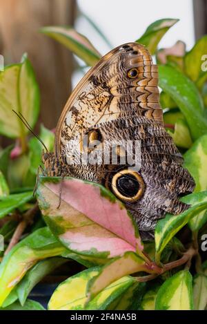 Der große Eulenschmetterling auf dem Blatt Stockfoto