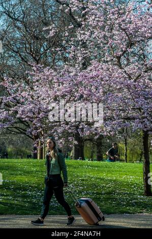 London, Großbritannien. März 2021, 22nd. Die Menschen genießen Frühlingsblüten und Narzissen im St James Park, als London aus der Sperre 3 zu kommen beginnt. Kredit: Guy Bell/Alamy Live Nachrichten Stockfoto