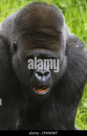 WESTERN Lowland Gorilla - SilberrückenmaleGorilla Gorilla Gorilla Captive MA002530 Stockfoto