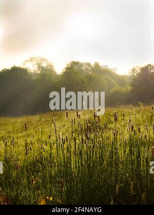 Ein dramatisch beleuchtetes Bild von Sonnenlicht, das durch Wolken und Nebel über einem Hampstead Feld aus frischem, tauem Gras platzt. Stockfoto