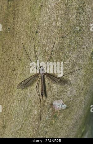 Crane Fly (Tipula oleracea) auf einem Crepe Myrtle Baum in Houston, TX. Eine europäische Art, die in die USA invasiv geworden ist. Stockfoto