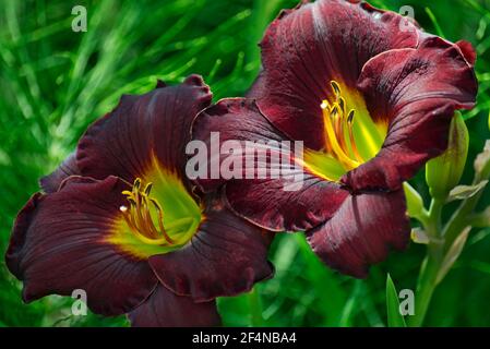 Kastanienfarbene Lilie blüht in voller Blüte Stockfoto