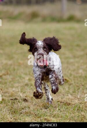 Cocker Spaniel Welpe läuft in Richtung Kamera Stockfoto