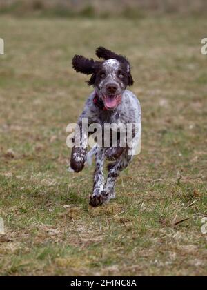 Cocker Spaniel Welpe läuft in Richtung Kamera Stockfoto