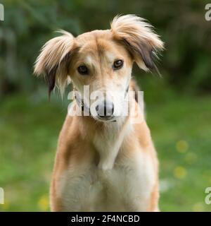 Saluki Hund Stockfoto