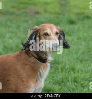 Saluki Hund Stockfoto