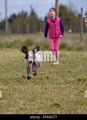 Junges Mädchen spielt mit Cocker Spaniel Welpe. England Stockfoto