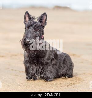 Scottish Terrier Hund Stockfoto