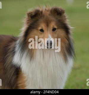 Shetland-Schäferhund Stockfoto