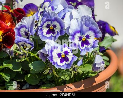Stiefmütterchen im Frühling im Garten Stockfoto