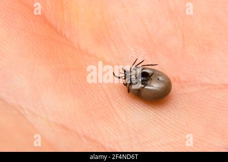 Nahaufnahme eines Zeckenpaares männlich und weiblich auf Menschliche Haut Stockfoto