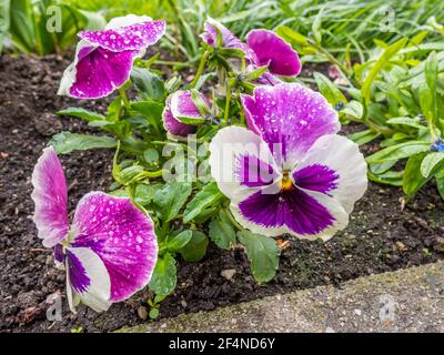 Stiefmütterchen im Frühling im Garten Stockfoto