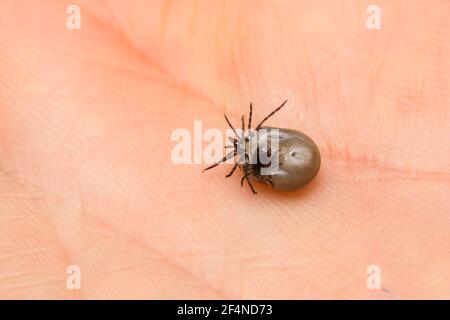 Nahaufnahme eines Zeckenpaares männlich und weiblich auf Menschliche Haut Stockfoto