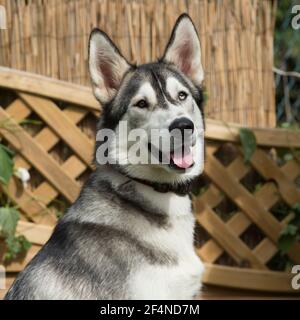 Siberian Husky Hund Stockfoto
