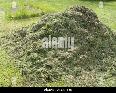 Gras in der Pflege von Grünflächen Stockfoto