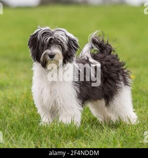 Tibet Terrier Hund Stockfoto