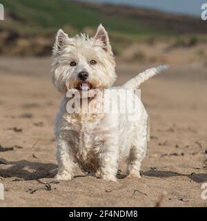 West Highland White Terrier Stockfoto
