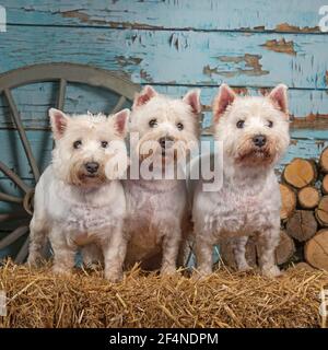 west Highland White Terrier Stockfoto